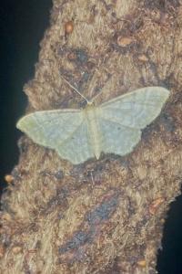 <i>Idaea fuscovenosa</i>