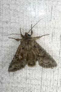 <i>Hada plebeja</i>