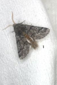 <i>Thaumetopoea pityocampa</i>