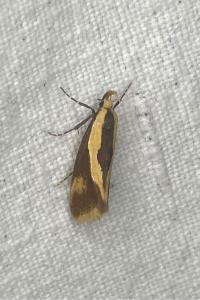 <i>Harpella forficella</i>