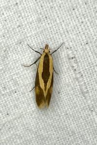 <i>Harpella forficella</i>
