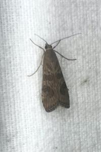 <i>Nomophila noctuella</i>
