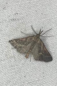 <i>Synaphe punctalis</i>
