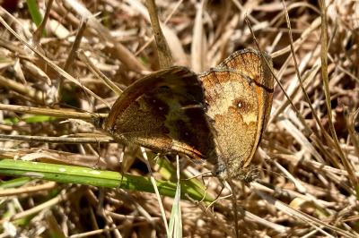 <i>Pyronia tithonus</i>
