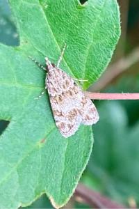 <i>Eudonia mercurella</i>
