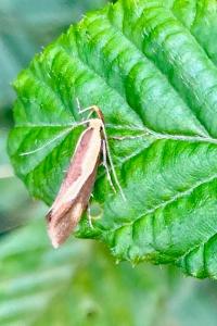 <i>Harpella forficella</i>