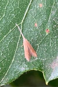 <i>Coleophora</i>