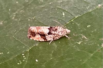 <i>Eudemis profundana</i>