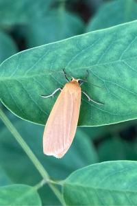 <i>Wittia sororcula</i>