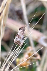 <i>Cochylis molliculana</i>