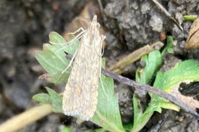 <i>Nomophila noctuella</i>