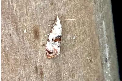 <i>Cochylis hybridella</i>