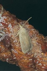 <i>Proxenus hospes</i>