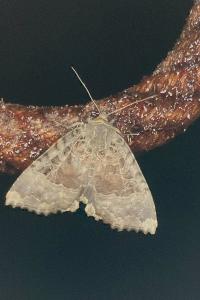 <i>Mormo maura</i>