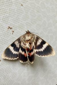 <i>Catocala elocata</i>