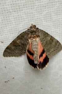 <i>Catocala elocata</i>