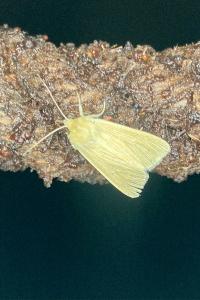 <i>Mythimna pallens</i>