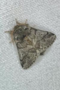 <i>Thaumetopoea processionea</i>