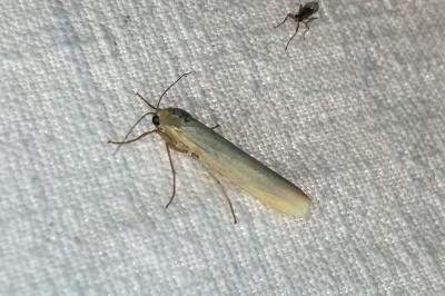 <i>Manulea complana</i>