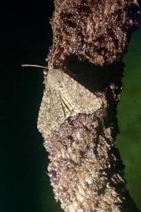 <i>Anarta trifolii</i>