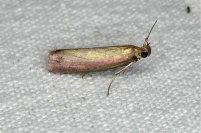 <i>Oncocera semirubella</i>