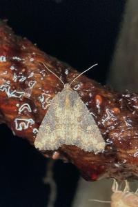 <i>Mesapamea secalella/secalis</i>
