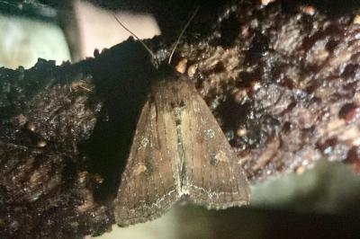 <i>Lacanobia oleracea</i>