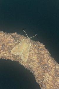 <i>Lacanobia oleracea</i>
