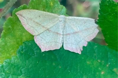<i>Timandra comae</i>