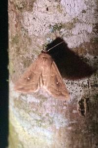 <i>Mythimna albipuncta</i>