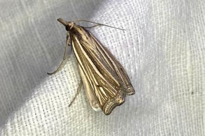 <i>Ancylolomia tentaculella</i>