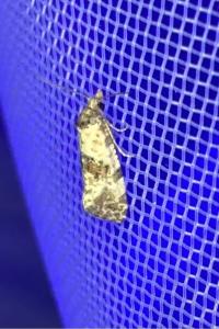 <i>Cochylis molliculana</i>
