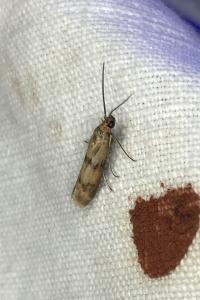 <i>Homoeosoma sinuella</i>