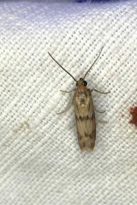 <i>Homoeosoma sinuella</i>