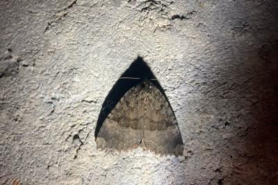 <i>Mormo maura</i>