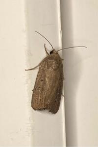 <i>Proxenus hospes</i>