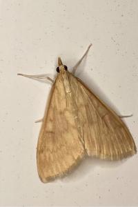 <i>Ostrinia nubilalis</i>