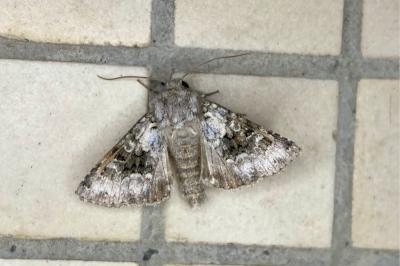 <i>Hecatera bicolorata</i>