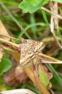 <i>Pyrausta despicata</i>