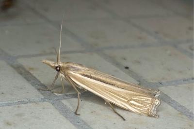 <i>Ancylolomia tentaculella</i>
