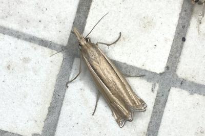 <i>Ancylolomia tentaculella</i>
