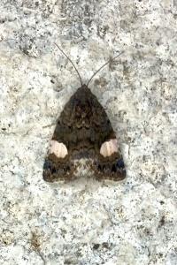 <i>Tyta luctuosa</i>