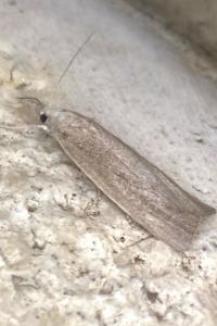 <i>Calamotropha paludella</i>