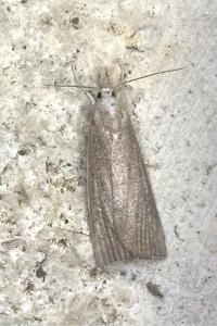 <i>Calamotropha paludella</i>