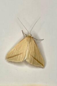 <i>Rhodometra sacraria</i>