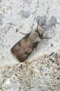 <i>Agrotis puta</i>