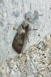 <i>Agrotis puta</i>