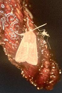 <i>Mythimna albipuncta</i>