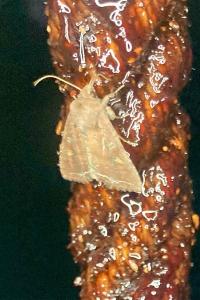<i>Lacanobia oleracea</i>