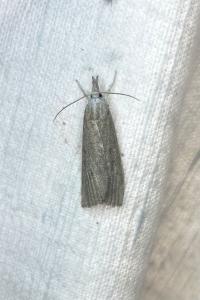 <i>Calamotropha paludella</i>